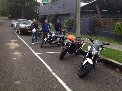 wild pigletts on the road